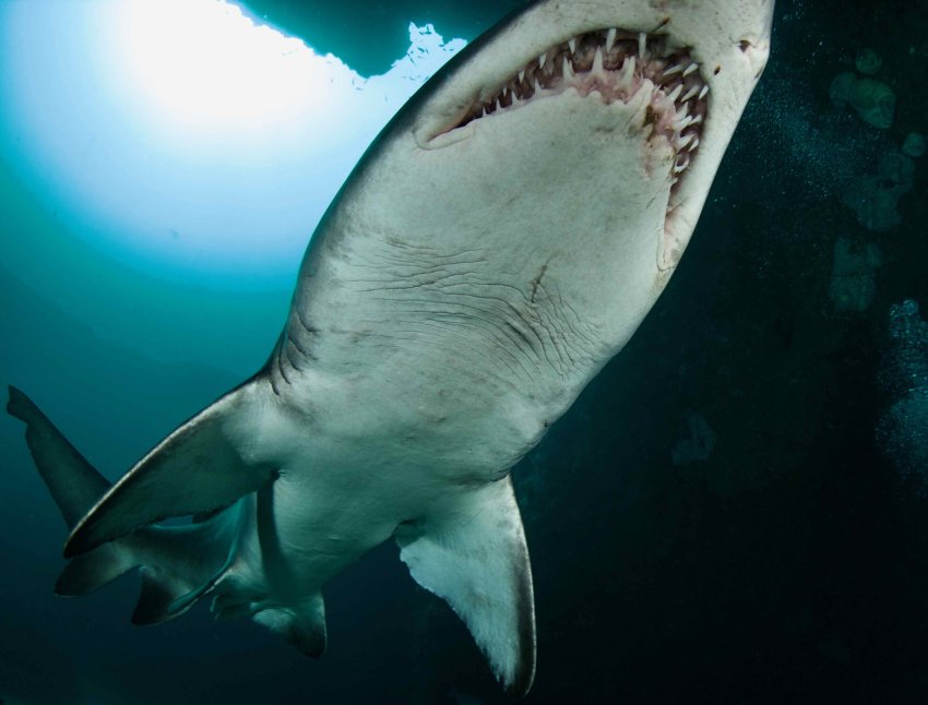 Биология акул | Группа RuDIVE