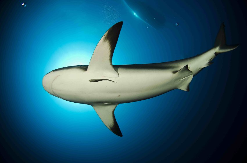 Биология акул