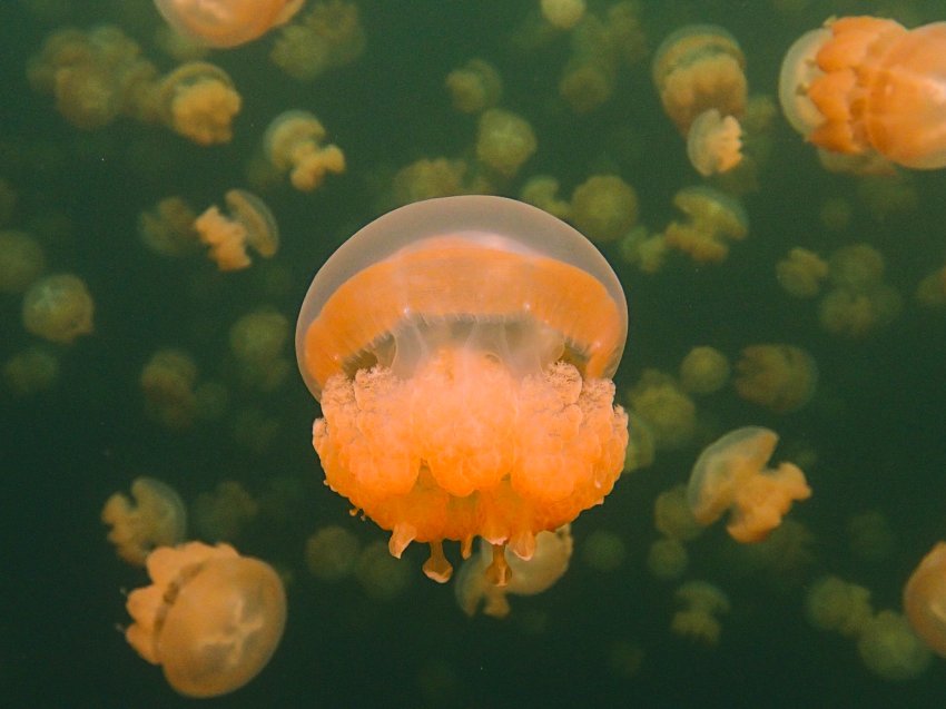 Стрекающие морские животные | Группа RuDIVE