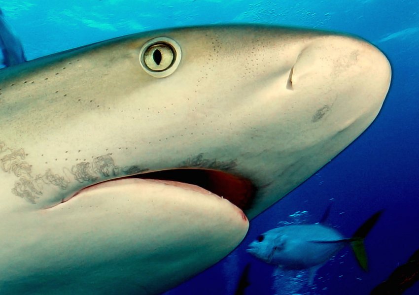 какие у акулы глаза