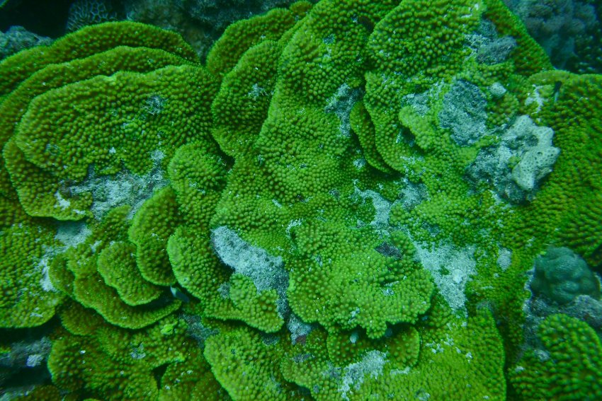 Coral group. Кораллы полипы. Коралл. Живые кораллы. Группы кораллов.