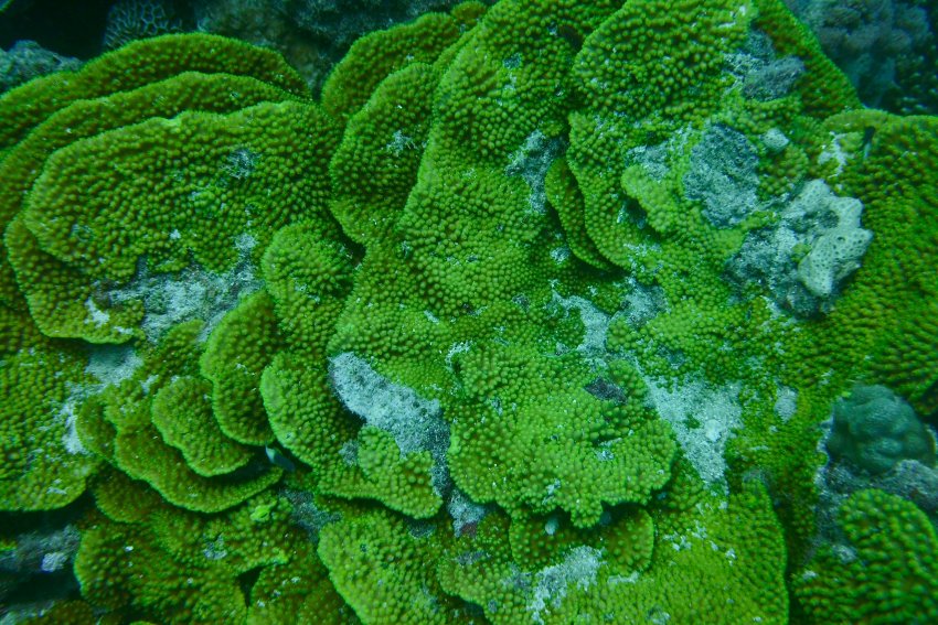 Coral group