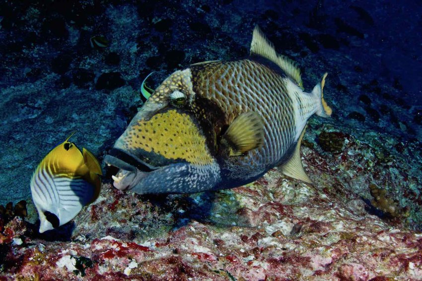 Морские животные Морские животные