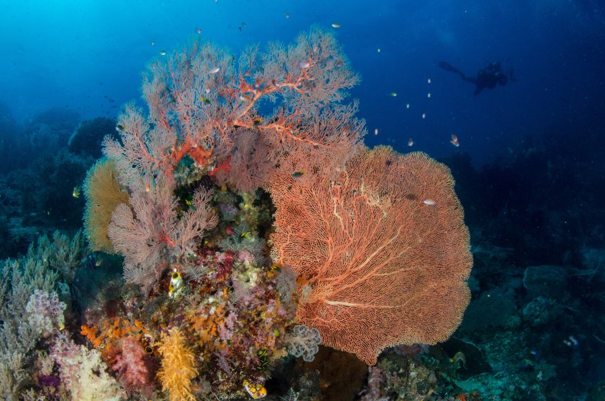 Coral group. Коралловый риф Раджа-Ампат. Известковый скелет кораллов. Цвет коралл. Коралловый известковый скелет.