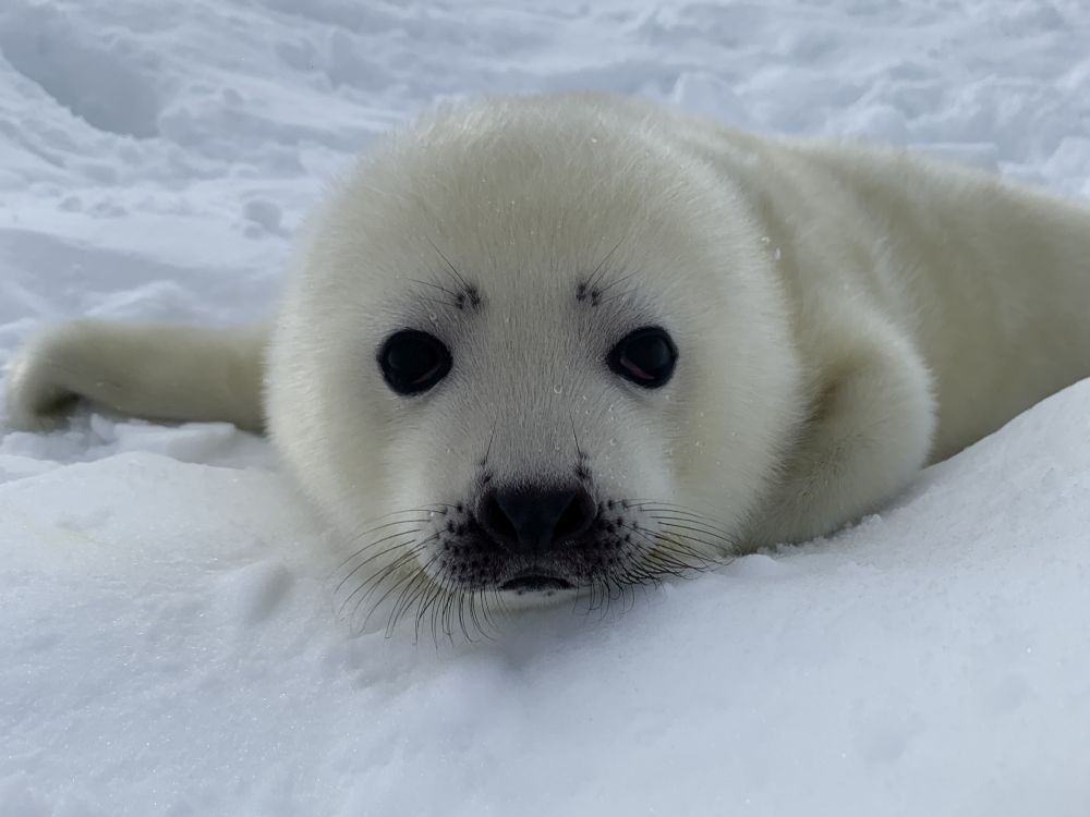 Гренландский тюлень самец. Гренландский тюлень взрослый. Гренландский тюлень взрослая особь. Тюлени на белом море.