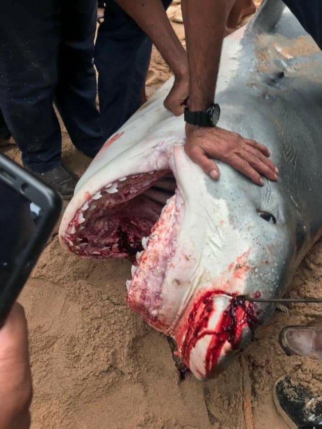 Акула, напавшая на человека в Хургаде