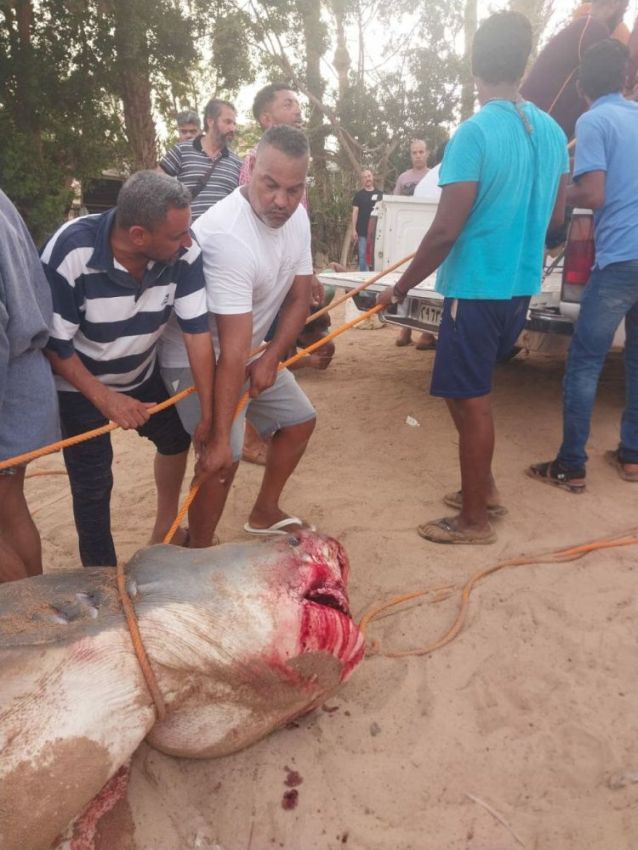 Акула напала в Египте на человека