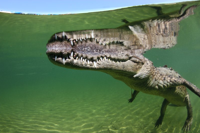 Американский крокодил