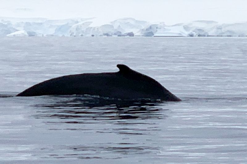 Горбатый кит в Антарктиде