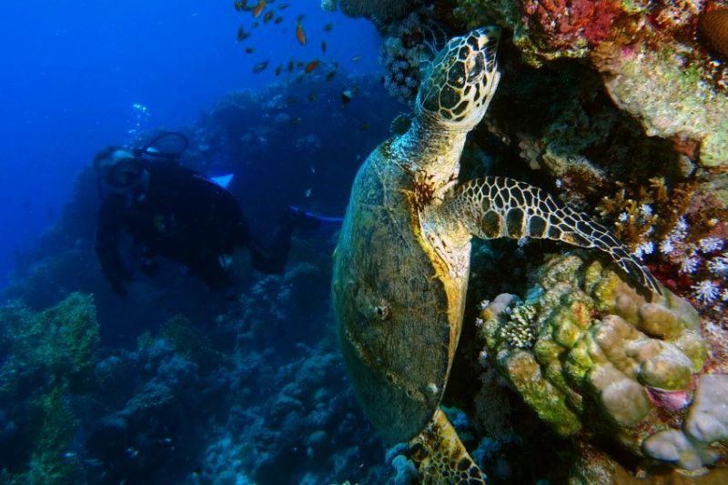 Морская черепаха в Красном море