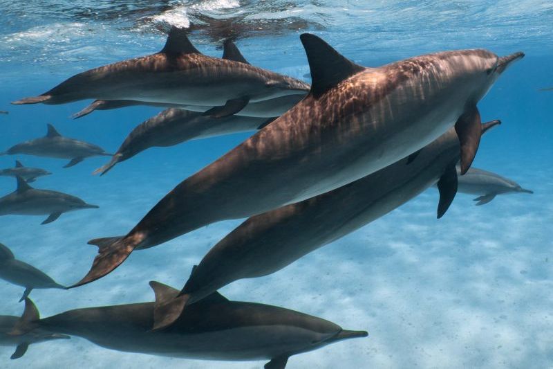 Дельфины Красного моря