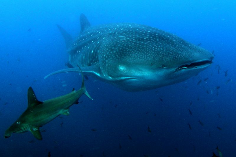 Китовая и молотоголовые акулы встретились на Галапагосах