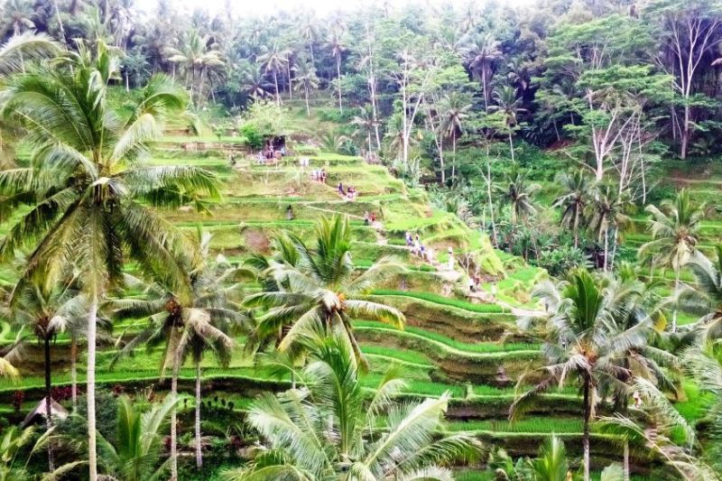 Природа острова Бали
