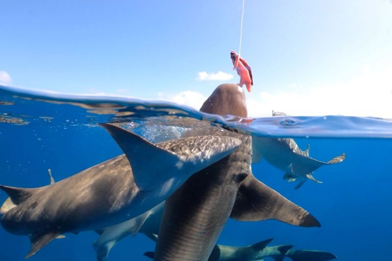 Акулы-няньки на Мальдивах