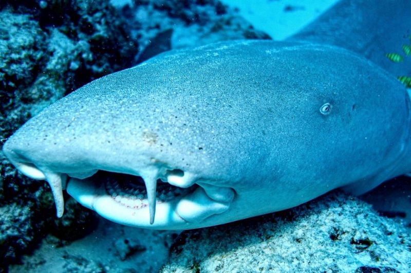 Акулы-няньки на Мальдивах