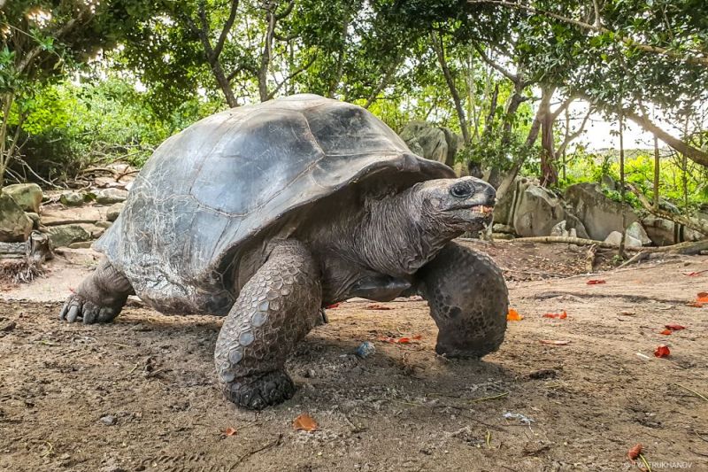 Гигантская черепаха на Сейшелах