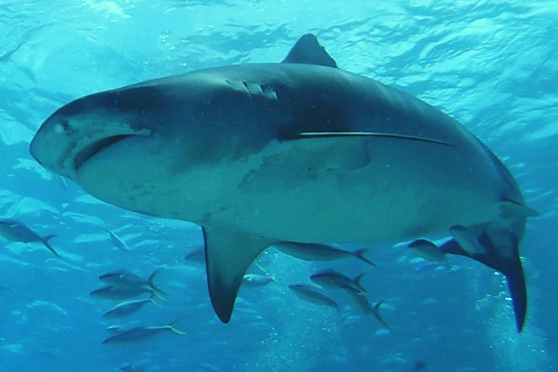 Тигровая акула на Мальдивах