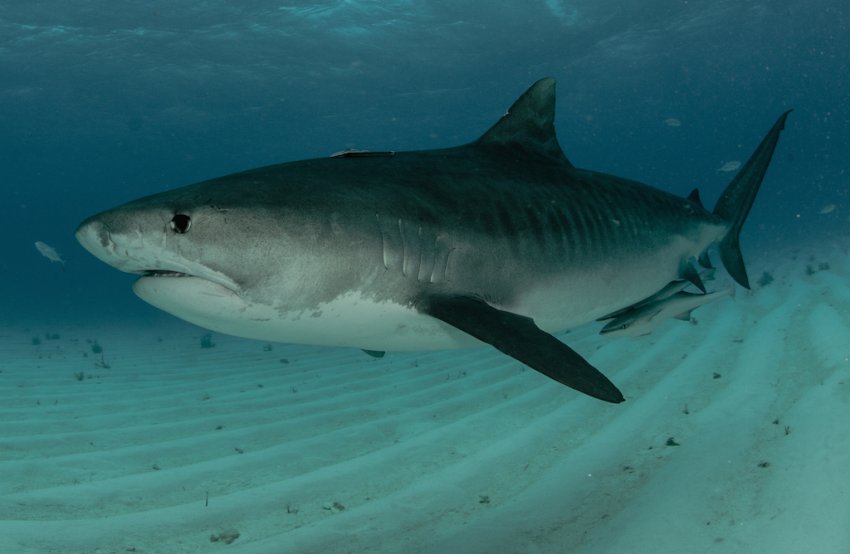 Тигровая акула опасна для человека