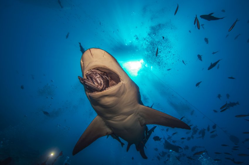 Нападение акул в шарм эль шейхе