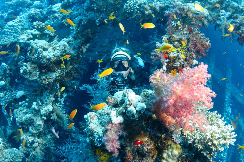 Дайв сафари красное море