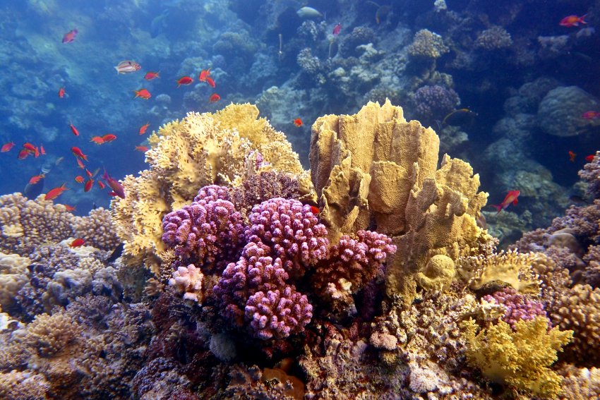 Риф красного моря