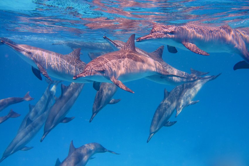 Красное море дельфины
