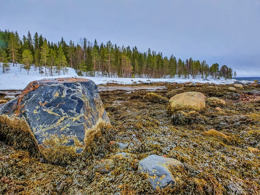 Полярный круг лагерь на белом море. Золото белого моря. Турбаза Полярный круг белое море. Дайв центр Полярный круг. От южных морей до полярного края материал