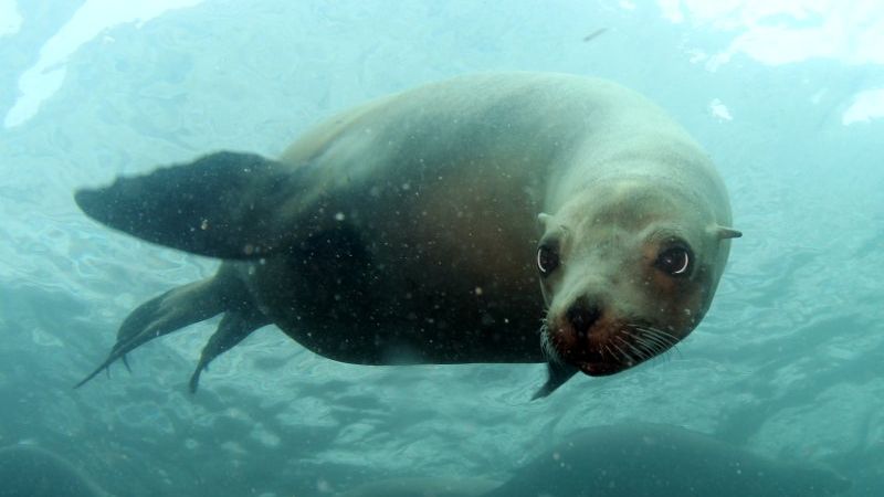 Ластоногие под водой