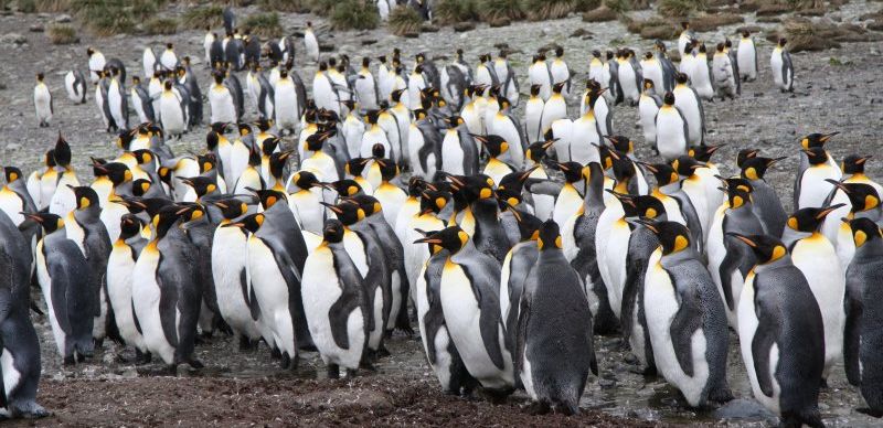 Стойбища королевских пингвинов