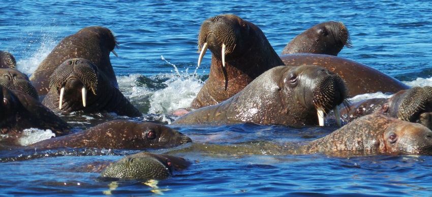 Новая Земля и остров Вайгач. Лежбище моржей