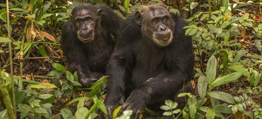 Африка. Уганда. Дикие горные гориллы