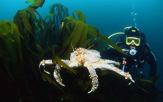 Камчатские крабы и водоросли в Баренцевом море. Фотобанк RuDIVE