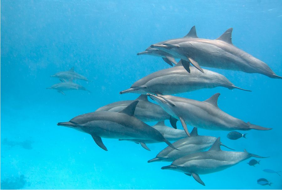 Дайв-сафари RuDIVE в Египте. Дельфины. Автор фото Константин Новиков. Фотобанк RuDIVE