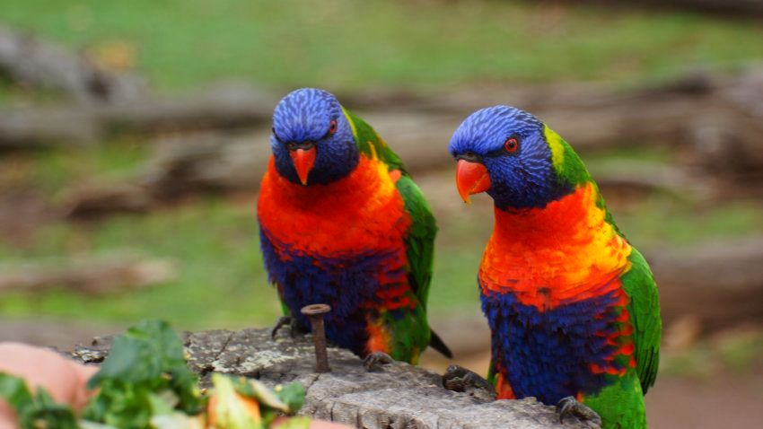 Австралийские попугаи. Фотобанк RuDIVE