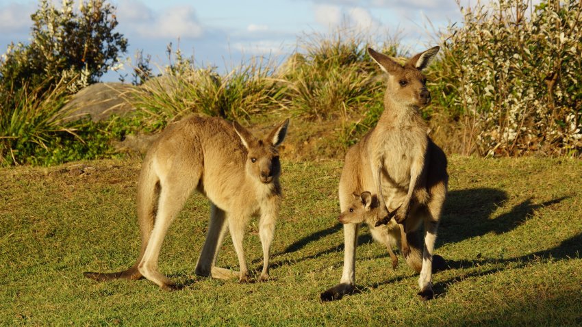 Австралийский кенгуру. Фотобанк RuDIVE