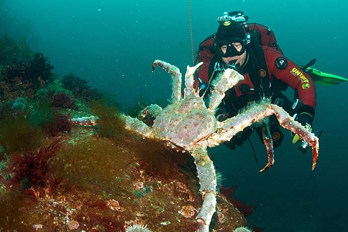 Камчатский краб на Баренцевом море. Фотобанк RuDIVE