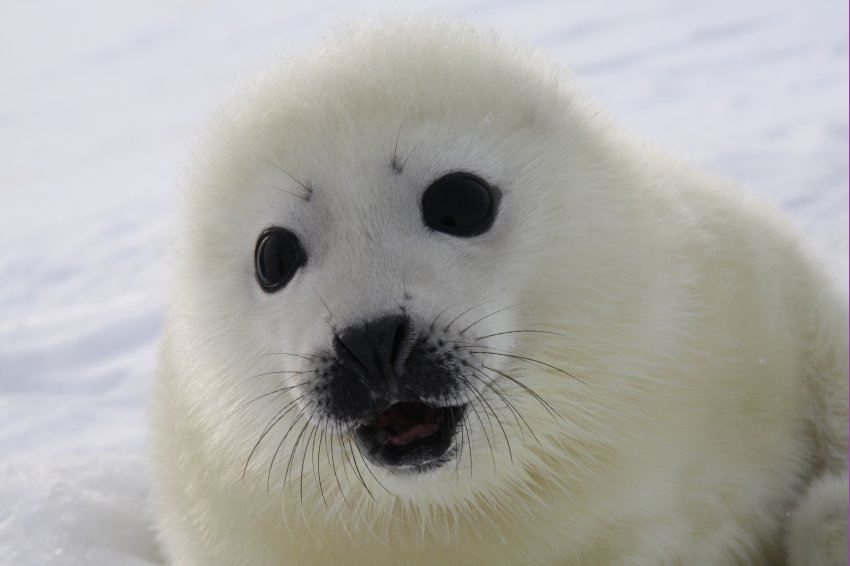 Белек - новорожденный тюлененок. Фотобанк RuDIVE