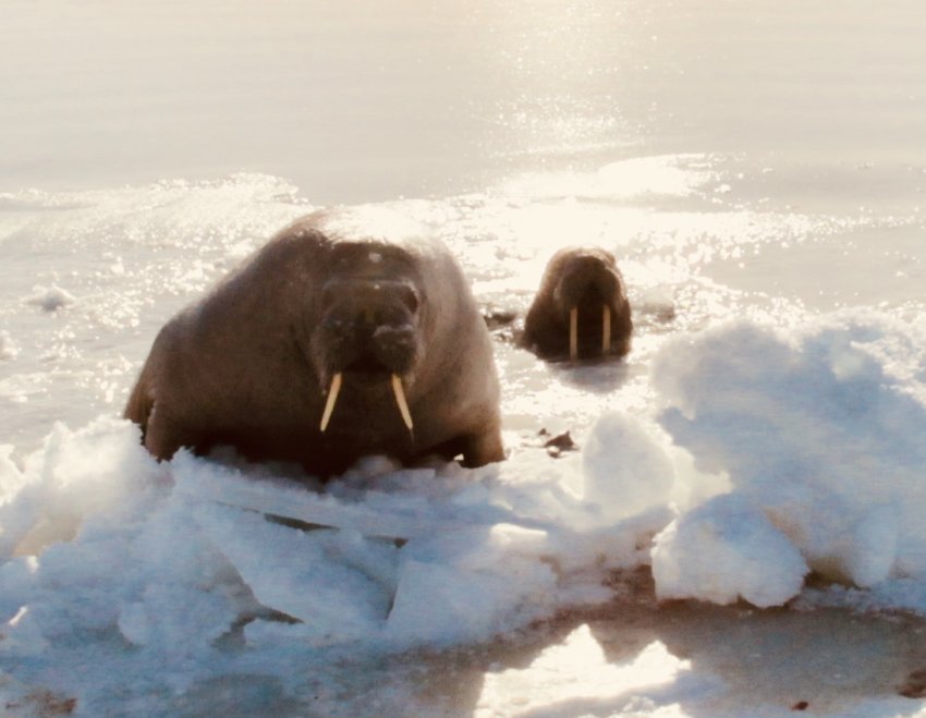Моржи на Белом море. Фотобанк RuDIVE