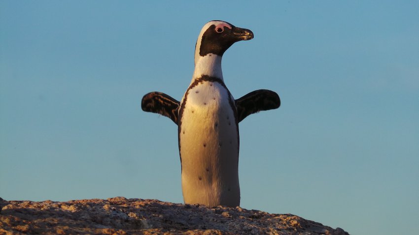Колония африканских пингвинов, ЮАР