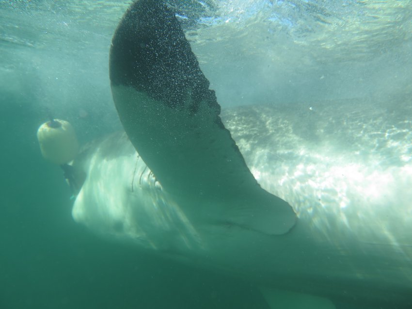 Большая белая акула, ЮАР