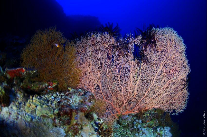 Кораллы горгонарии в Красном море. Фотобанк RuDIVE