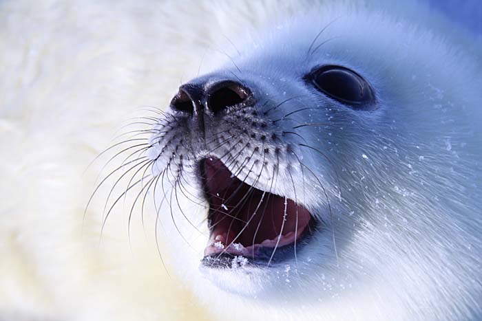 Портрет белька гренландского тюленя. Фотобанк RuDIVE
