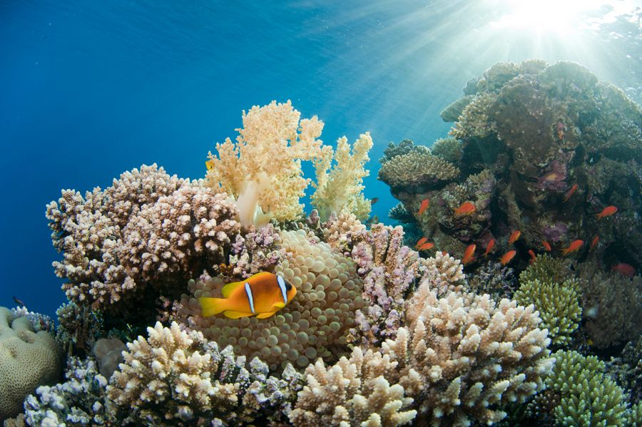 Египет, Красное море. Рыбы-клоуны в анемонах. Автор фото Константин Новиков. Фотобанк RuDIVE