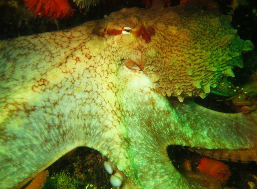 Дайвинг с осьминогами на Курильских островах. Фотобанк RuDIVE
