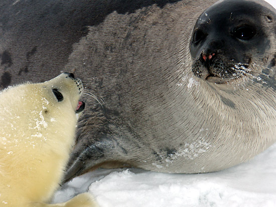 Тюлень и тюлененок-белёк. Фотобанк RuDIVE