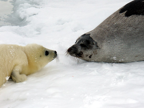 Тюлень и белек. Фотобанк RuDIVE