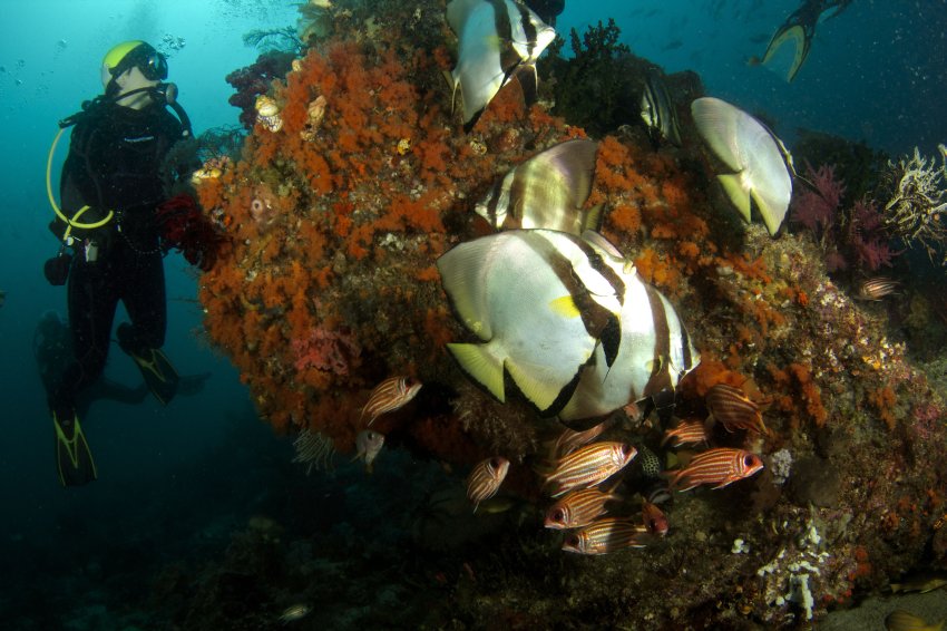 Индонезия, дайвинг на острове Бали. Рифовые рыбы. Платаксы. Фотобанк RuDIVE