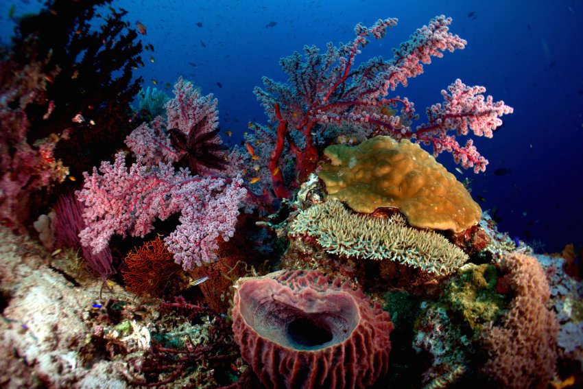 Дайвинг в Индонезии, остров Бали. Коралловый риф. Фотобанк RuDIVE