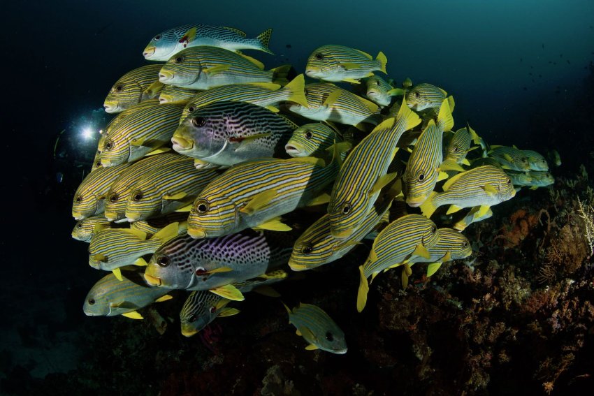 Дайвинг в Индонезии, остров Бали. Рифовые рыбы. Фотобанк RuDIVE