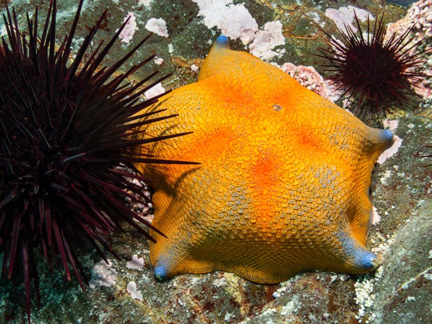 Морская звезда и морской еж на Сахалине. Фотобанк RuDIVE